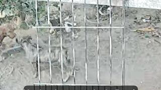 Cachorros brincando