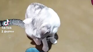 MEU GATO 2