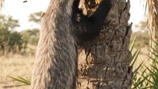 Why does the honey badger love honey so much?