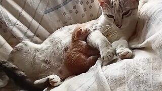 Mãe cuidado seu filhote