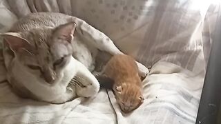 Mãe cuidado seu filhote 2