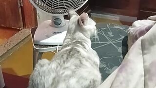 A gata só de olho