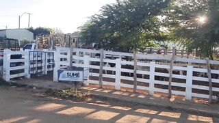 Feira de cabrito em sumé
