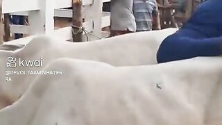 Feira de gado 2