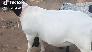 Cabras