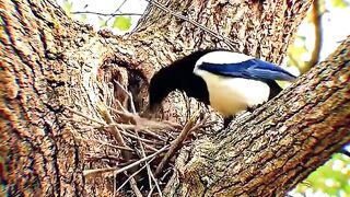 MOST INTELLIGENT BIRD IN THE ANIMAL WORLD