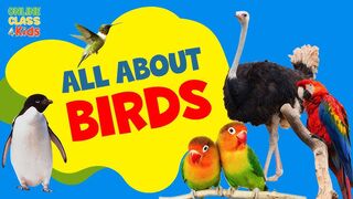 All about birds for kids Animal education for children - Free School -HD