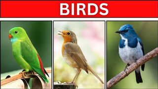 All about birds - bird vocabulary for children to learn about - HD