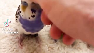 Cute Birds 🐦
