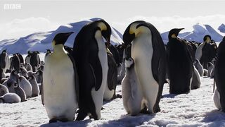 Penguins go months without food!  Wild Bites  HD