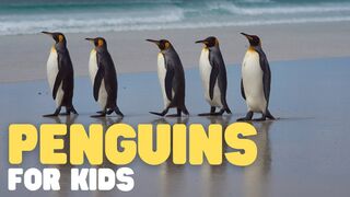 All about penguins Penguins of the World for Kids - Free School