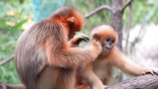 Family Skin Cleansing