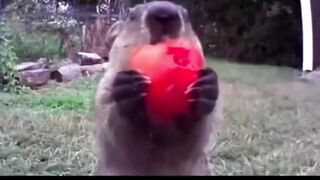 Seekor marmot tanah (groundhog) yang dijuluki “Chunk” menjadi terkenal setelah berulang kali