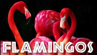 All about flamingos: Animal videos for kids - FreeSchool