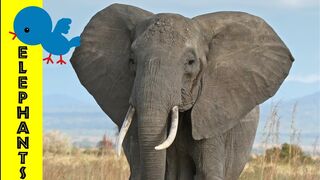 Elephants for Kids Learn all about elephants - FreeSchool