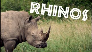 All about rhinos Rhinos for Kids - FreeSchool