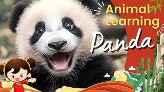 All About Pandas for Kids - FreeSchool 2