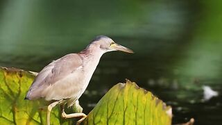 Yellow Heron, Expert Fisherman