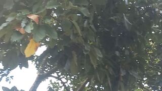 Tirando abacate