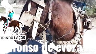 Ciganos de évora 4