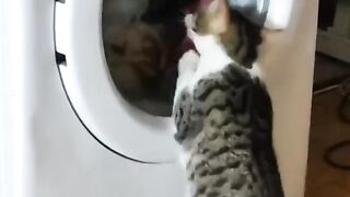 gato querendo abrir a máquina