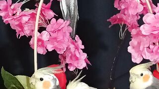 Huis e huide ♥️ meus bebês lindos