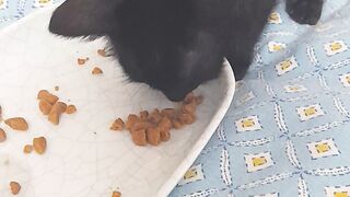 Cute cat First time Food try