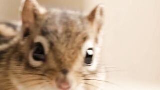 BABY CHIPMUNK BLOW KISS
