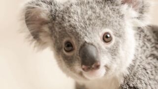 BABY KOALA BLOW KISS