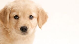 PUPPY BLOW KISS