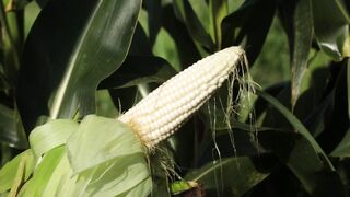 SWEETCORN 8