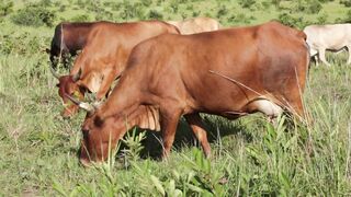 Cattle on a farm 22