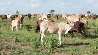 Cattle on a farm 14
