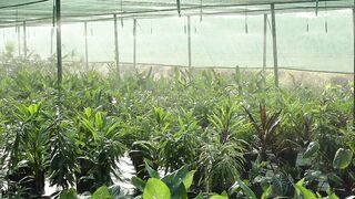 WATERING PLANTS