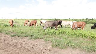 Cattle on a farm 10