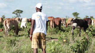 Cattle on a farm 21