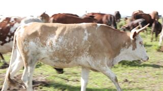 Cattle on a farm 20