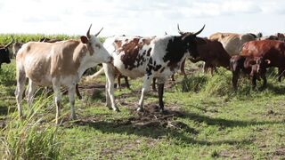 Cattle on a farm 19