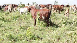 Cattle on a farm 18