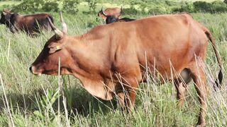 Cattle on a farm 17