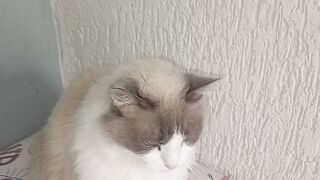 MINHA GATA CHANDE