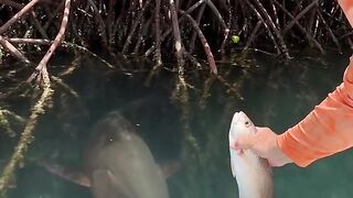A LIMENTANO O PEIXE