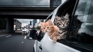 Crazy Cat - Axel F (MEOW REMIX)