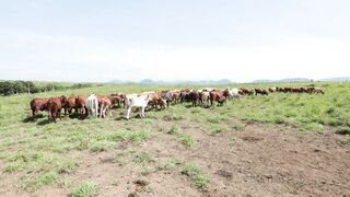 Cattle on a farm, Lucala, Angola 90