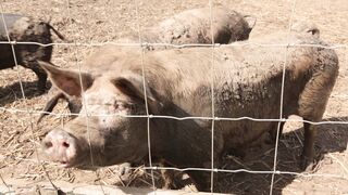 PIGS on a farm, Lucala, Angola 1