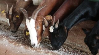 Goats on a farm, Lucala, Angola 48