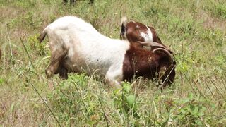 Goats on a farm, Lucala, Angola 12
