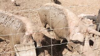 PIGS on a farm, Lucala, Angola 10