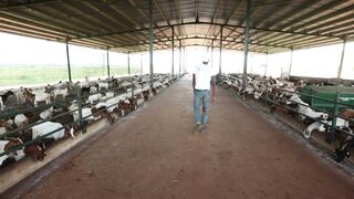 Goats on a farm, Lucala, Angola 52