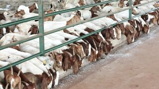 Goats on a farm, Lucala, Angola 42